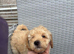 Poodles
