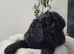 Toy Sproodle Puppies