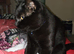 Black male kitten