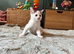 Kittens looking for their new home