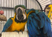 blue and gold baby macaws!! BEAUTIFUL