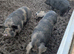 Kune kunes