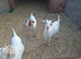 Goat kids