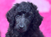 Standard poodles Fully health tested