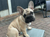 Beautiful KC Registered French Bulldog Boy and Girl – Ready for His Forever Home