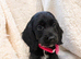 Here we have three stunning cockapoo pups