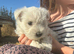West highland terrier puppies