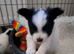 Beautiful papillon puppies