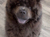 Kc registered girl
