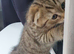Pure breed Scottish fold tabby gold boy