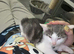 Kittens 2 male 1 female