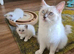 Beautiful ragdoll kittens