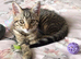 Little 17 week old Tabby girl