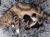Beautiful newborn kittens