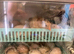 Pure buff Orpington’s