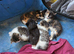 2 kittens looking for forever homes