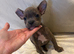 *READY NOW* Bully x frenchie