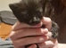 Mixed Sphynx Litter