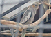 2 Female Cockatiels