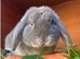 Miny lop blue boy 2 yers old with outdoor duble hutch