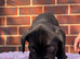 8 beautiful cane corso puppies for sale