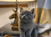 British shorthair x Ragdoll 8 weeks kittens