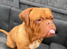 Dogue de Bordeaux girl