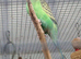 1 11 week old female budgie ready now
