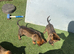 German shepherd puppies