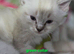 Female Ragdoll kittens