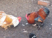 4 FREE pekin bobtail bantam cockerels
