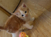 Ginger and white boy kitten
