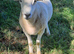 Lleyn Breeding Rams Ready To Work