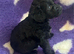 Beautiful cockapoo puppies