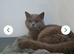 2 beautiful cats looking for forever homes