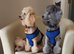 BEAUTUFUL KC PHANTOM MALE TOY POODLE FOR SALE