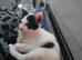 9 wk old male kitten needs forever loving home