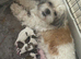 2 Shih Tzu puppies ready to go