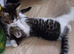 British Shorthair cross kittens