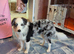 Blue Merle Border Collie for sale