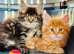 Beautiful TICA Registered Kittens