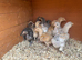 Mix of Orpington, Brahma and some bantams