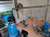 Pekins Bantams