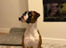 3 boy Boxer puppies for sale