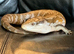 For sale Irian Jaya Blue Tongue