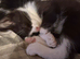Kittens for sale