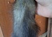 Semi angora