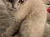 X2 beautiful short haired kittens 11 weeks old