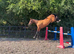 17.1hh KWPN 4-Year-Old Mare