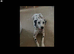 Stunning Dalmatian Girl reluctant Sale